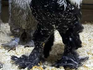 Curcani de rasă Narragansett oua incubat, pui mici Australorp Brahma — miniatura 6