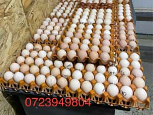 Curcani de rasă Narragansett oua incubat, pui mici Australorp Brahma — miniatura 7
