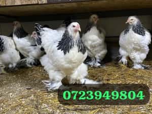 Curcani de rasă Narragansett oua incubat, pui mici Australorp Brahma — miniatura 8