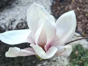 Servicii Profesionale de Curățenie la Domiciliu - Rapid și Eficient