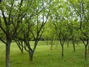 Teren Intravilan Teișani 3550mp - Acces Asfaltat - Oportunitate Unică