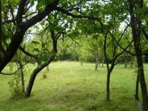 Teren Intravilan Teișani 3550mp - Acces Asfaltat - Oportunitate Unică — miniatura 2