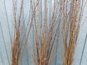 Puiet de Salcâm - Calitate Superioară - Preț Mic - Doar 0,60 RON — miniatura 1