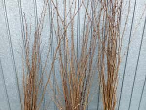 Puiet de Salcâm - Calitate Superioară - Preț Mic - Doar 0,60 RON — miniatura 2