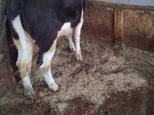 Vită de 6 luni - Stare Bună - Ideală pentru Fermă