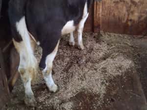 Vită de 6 luni - Stare Bună - Ideală pentru Fermă — miniatura 2