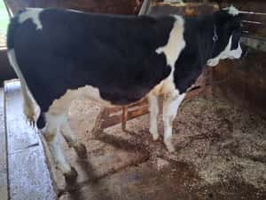 Vită de 6 luni - Stare Bună - Ideală pentru Fermă — miniatura 3