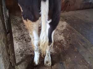 Vită de 6 luni - Stare Bună - Ideală pentru Fermă — miniatura 4