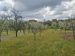 Teren Intravilan Craiova 4155 mp - Negociabil pe Strada Tudor Arghezi