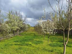 Teren Intravilan Craiova 4155 mp - Negociabil pe Strada Tudor Arghezi — miniatura 3